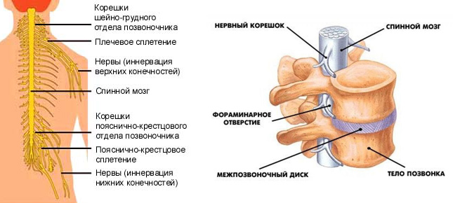 Схема строения спинного мозга