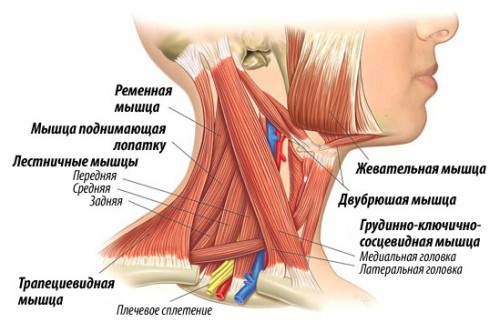 Схема поверхностных мышц шеи