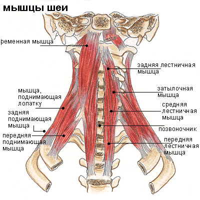 Схема глубоких мышц шеи