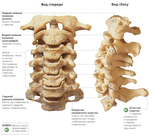Где находится 7 шейный позвонок у человека фото