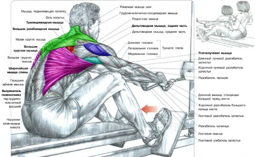 Схема мышц спины